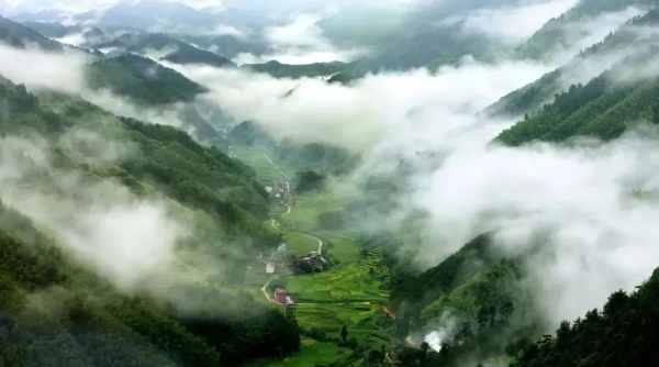 遂昌森林1.jpg