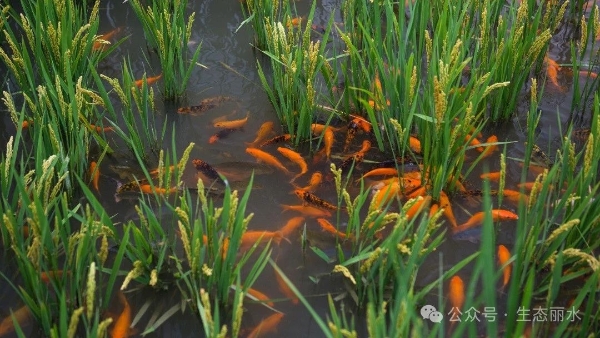青田创成首家省级生物多样性体验地4.jpg